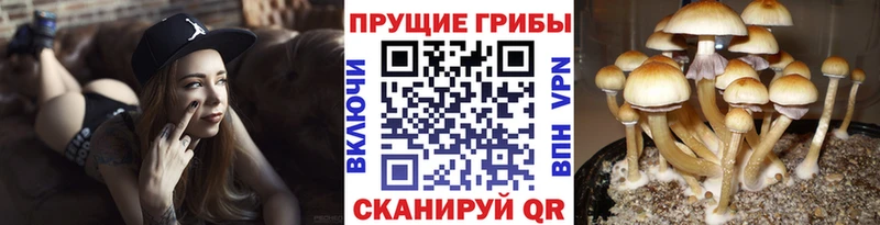 купить цена Белокуриха Галлюциногенные грибы Cubensis